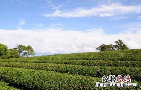 茶树的修剪技术 茶树的修剪技术和管理