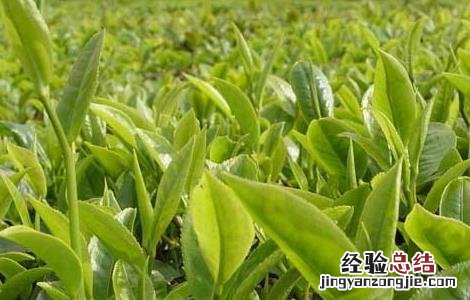 茶树的修剪技术 茶树的修剪技术和管理