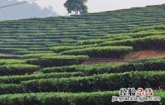 茶树的修剪技术 茶树的修剪技术和管理