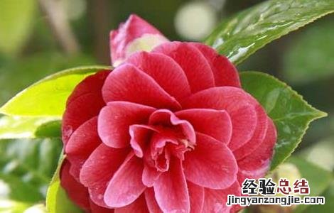 茶花繁殖技术有哪些 茶花繁殖技术