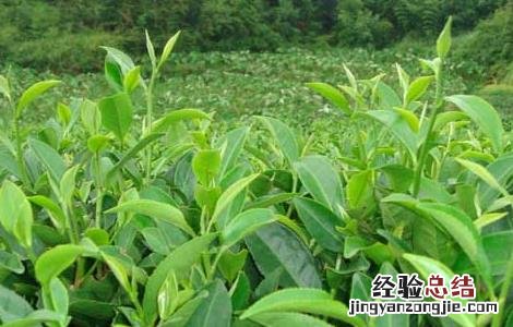 茶花繁殖技术有哪些 茶花繁殖技术