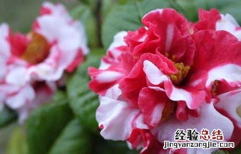 茶花繁殖技术有哪些 茶花繁殖技术