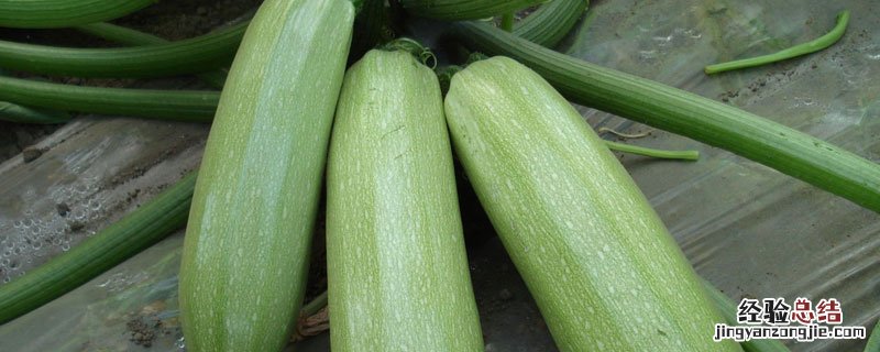 西葫芦菌核病防治 西葫芦菌核病防治措施