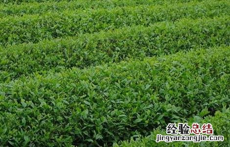 矮化密植茶园的种植管理技术与管理 矮化密植茶园的种植管理技术