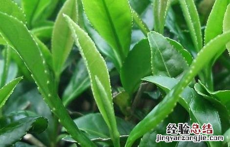 矮化密植茶园的种植管理技术与管理 矮化密植茶园的种植管理技术