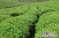 矮化密植茶园的种植管理技术与管理 矮化密植茶园的种植管理技术