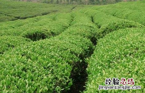 矮化密植茶园的种植管理技术与管理 矮化密植茶园的种植管理技术