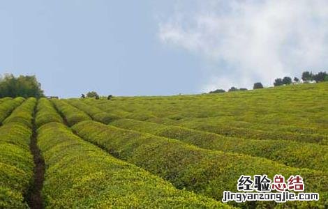 茶园冬季管护措施 冬季茶园管理应做好防寒防冻措施