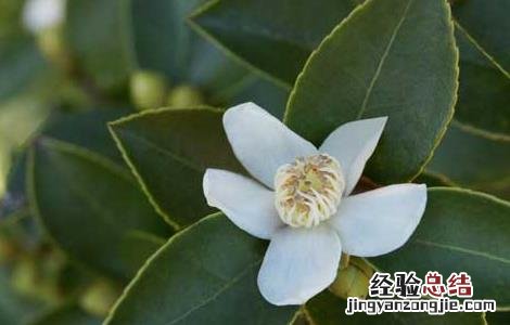 温度对茶叶品质有哪些影响 温度对茶叶品质有哪些影响因素