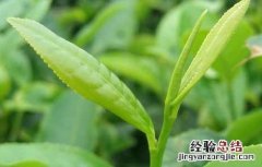温度对茶叶品质有哪些影响 温度对茶叶品质有哪些影响因素