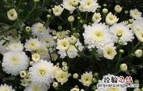 贡菊优质丰产栽培技术与加工方法 贡菊优质丰产栽培技术与加工方法视频