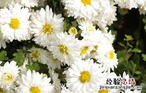 贡菊优质丰产栽培技术与加工方法 贡菊优质丰产栽培技术与加工方法视频
