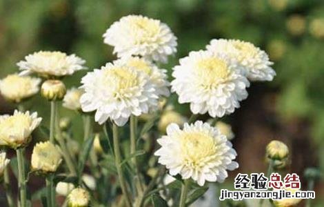 贡菊优质丰产栽培技术与加工方法 贡菊优质丰产栽培技术与加工方法视频