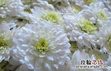贡菊优质丰产栽培技术与加工方法 贡菊优质丰产栽培技术与加工方法视频