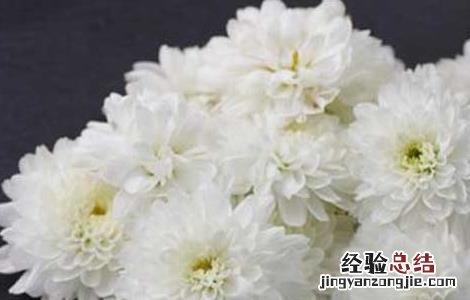 贡菊优质丰产栽培技术与加工方法 贡菊优质丰产栽培技术与加工方法视频