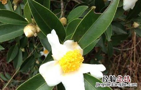 白茶的种植技术视频 白茶的种植技术