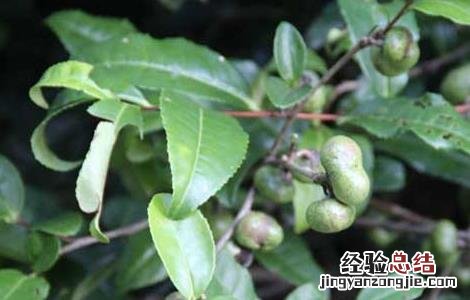 白茶的种植技术视频 白茶的种植技术