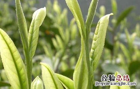 白茶的种植技术视频 白茶的种植技术