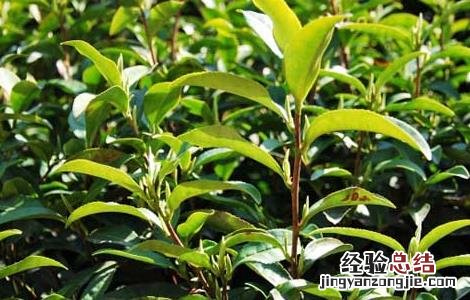 白茶的种植技术视频 白茶的种植技术