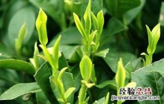 以醋代药防治茶叶病虫害有哪些 以醋代药防治茶叶病虫害