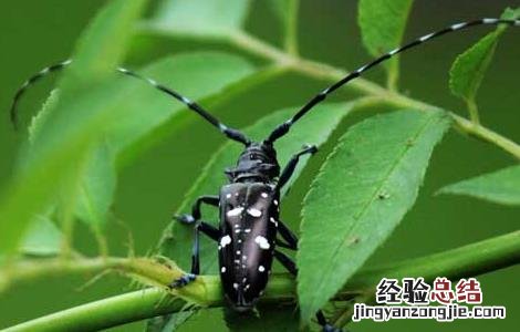 星天牛防治原则 星天牛怎么防治