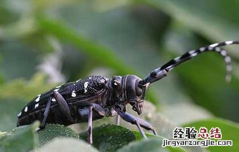 星天牛防治原则 星天牛怎么防治