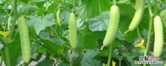 黄瓜从播种到成熟需要多少时间夏季 黄瓜从播种到成熟需要多少时间