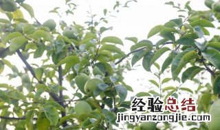青木瓜的功效与禁忌 青木瓜什么功效