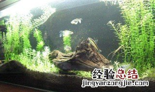 鱼缸莲花的种植方法及注意事项 鱼缸莲怎么种