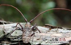 松褐天牛防治实施方案 松褐天牛的防治技术