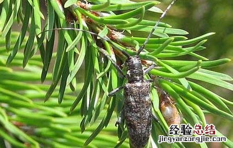 松墨天牛怎么防治病虫害 松墨天牛怎么防治