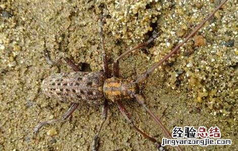 松墨天牛怎么防治病虫害 松墨天牛怎么防治