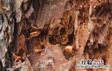 松墨天牛怎么防治病虫害 松墨天牛怎么防治