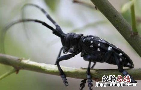 光肩星天牛怎么防治 光肩星天牛防治方法