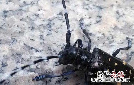 光肩星天牛怎么防治 光肩星天牛防治方法