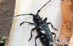 光肩星天牛怎么防治 光肩星天牛防治方法
