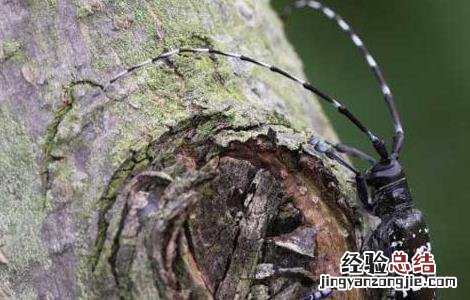 光肩星天牛怎么防治 光肩星天牛防治方法