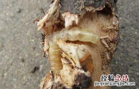 天牛幼虫如何防治 天牛幼虫如何防治视频