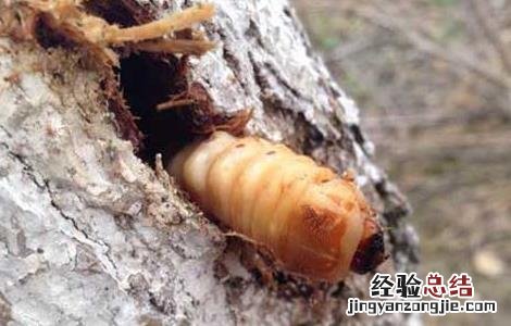 天牛幼虫如何防治 天牛幼虫如何防治视频