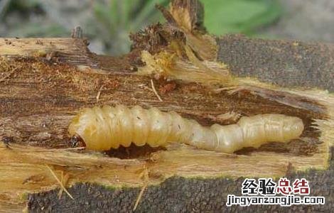 天牛幼虫如何防治 天牛幼虫如何防治视频