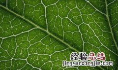 叶绿素分解后是什么 叶绿素分解后是什么颜色