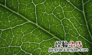 叶绿素分解后是什么 叶绿素分解后是什么颜色
