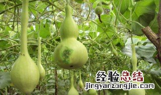 家种的葫芦怎么保存 种植的葫芦怎么保存