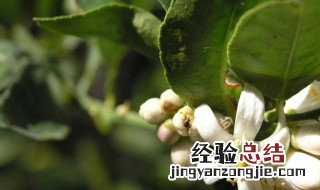 柠檬花蕾期养护 柠檬花蕾怎么疏