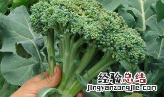 西兰花菜叶怎么吃 西兰花菜的叶子能吃吗