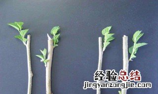 葡萄仟插什么时候 葡萄什么时候插栽成活高