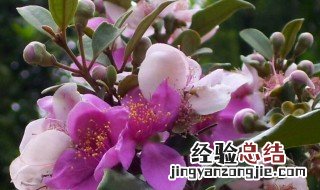 野生地稔果泡酒方法 如何炮制野生地稔果