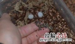 石龙子下蛋后要把蛋分开吗 石龙子蛋要分开孵化