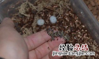 石龙子下蛋后要把蛋分开吗 石龙子蛋要分开孵化