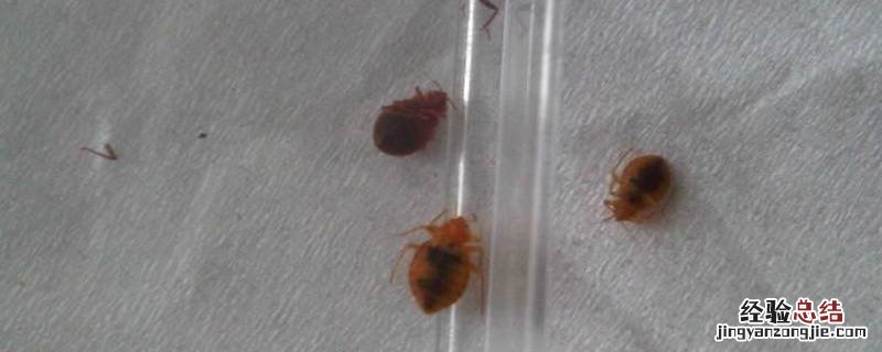 臭虫怎样消灭 臭虫如何彻底灭杀
